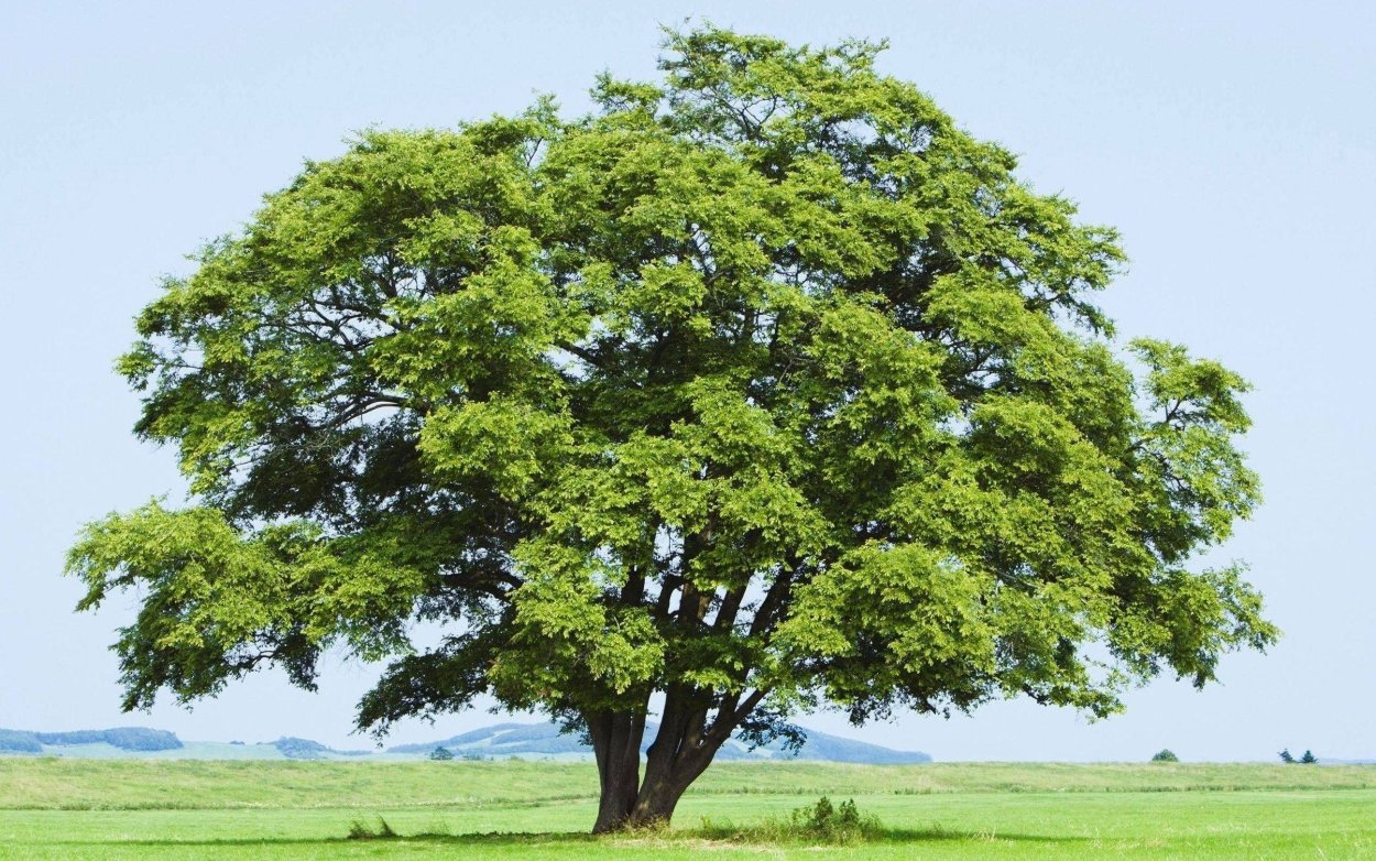 Юмэмиру Геншин дерево