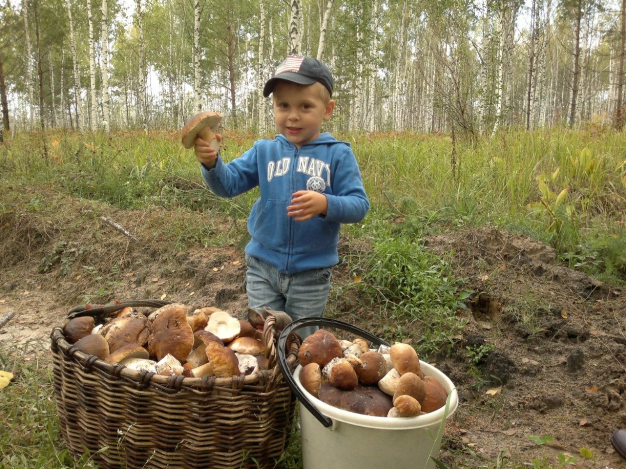 Дети собирают грибы