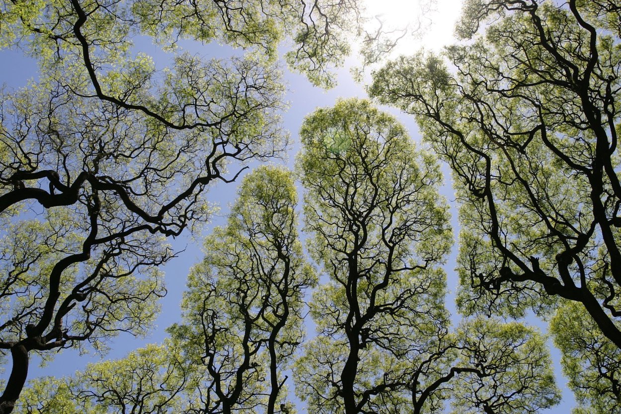 Вяз гладкий (Ulmus laevis)