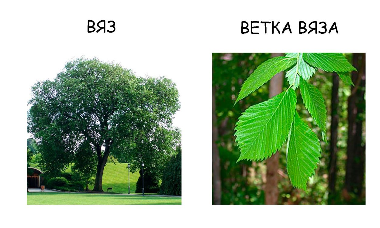 Вяз листоватый листья