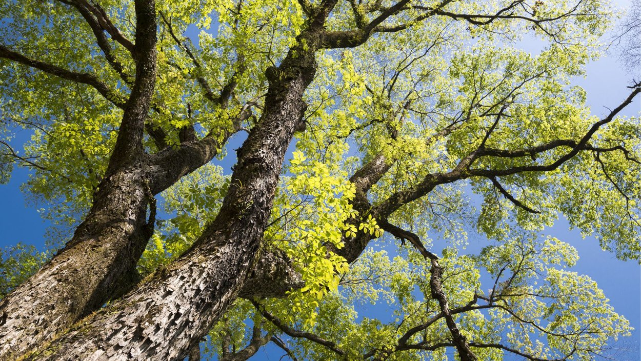 Дерево Beech Tree
