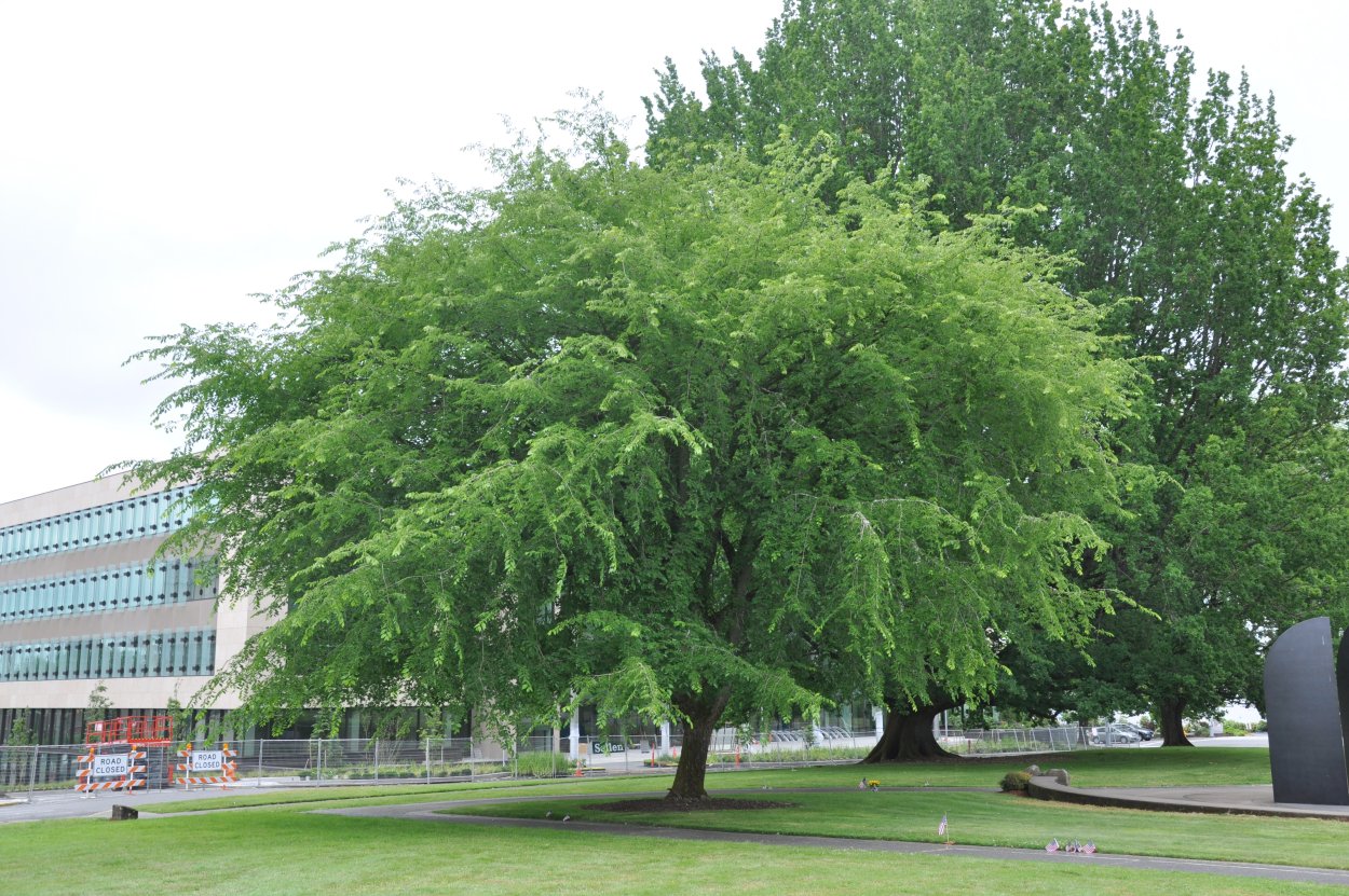 Вяз гладкий (Ulmus laevis)