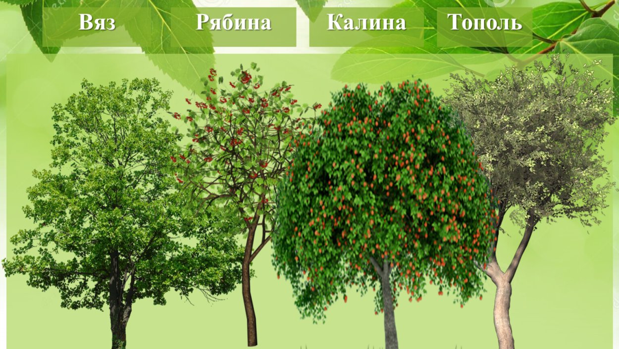 Йеллоу Зелкова