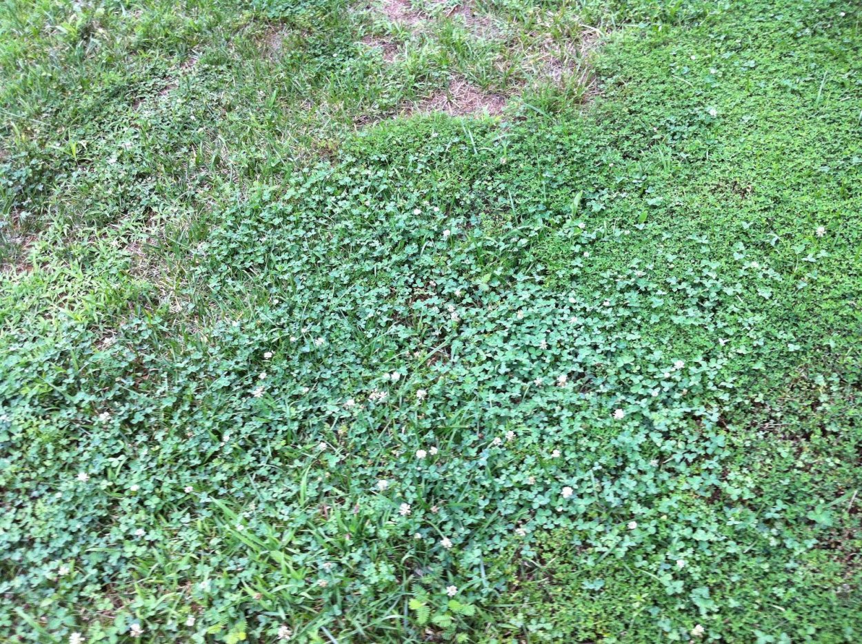 Почвопокровные многолетники дикоросы