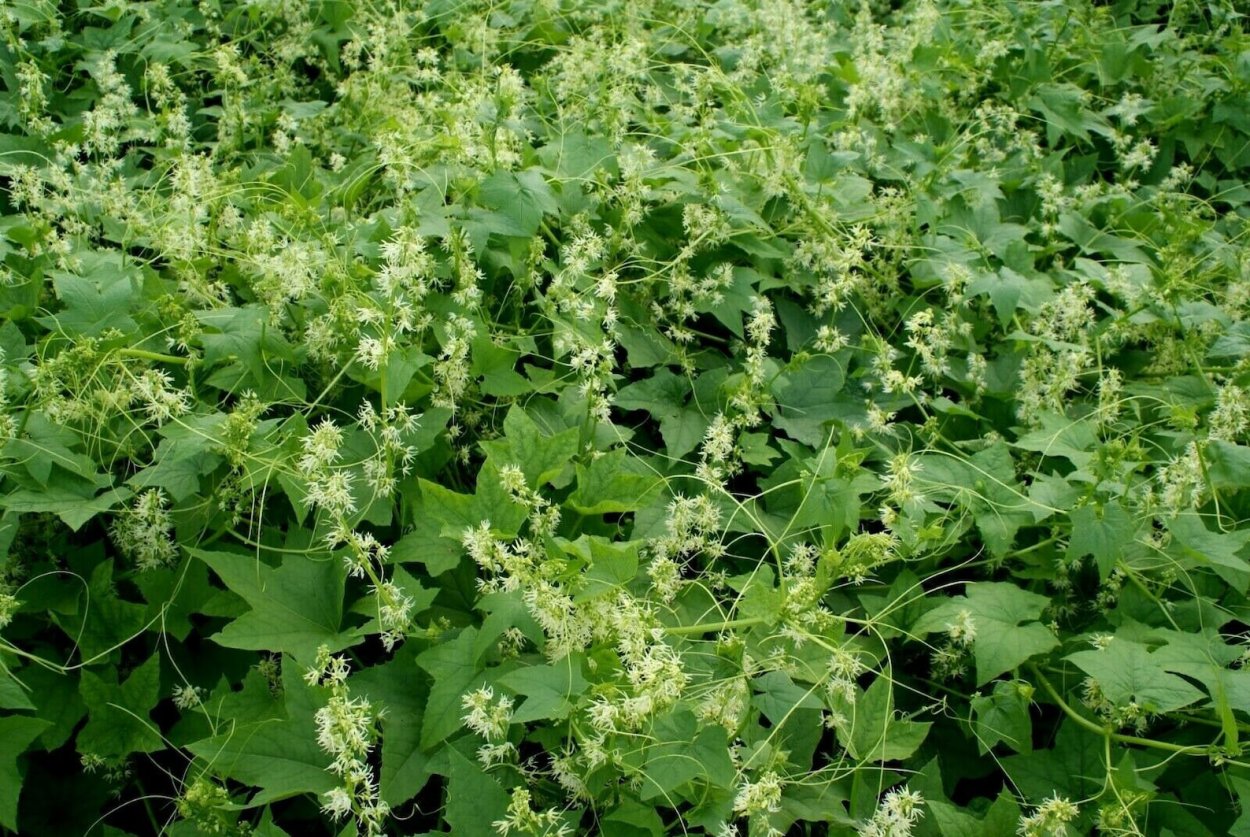 Сорняк Лиана