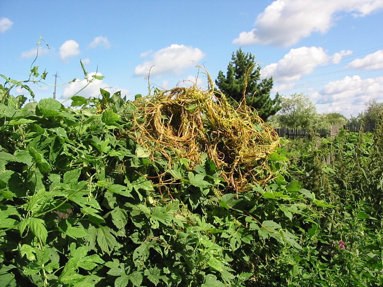 Сорняк брицца