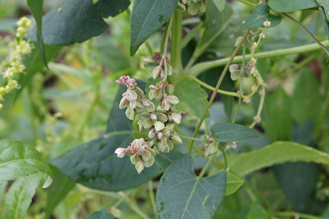 Горец вьюнковый сорняк