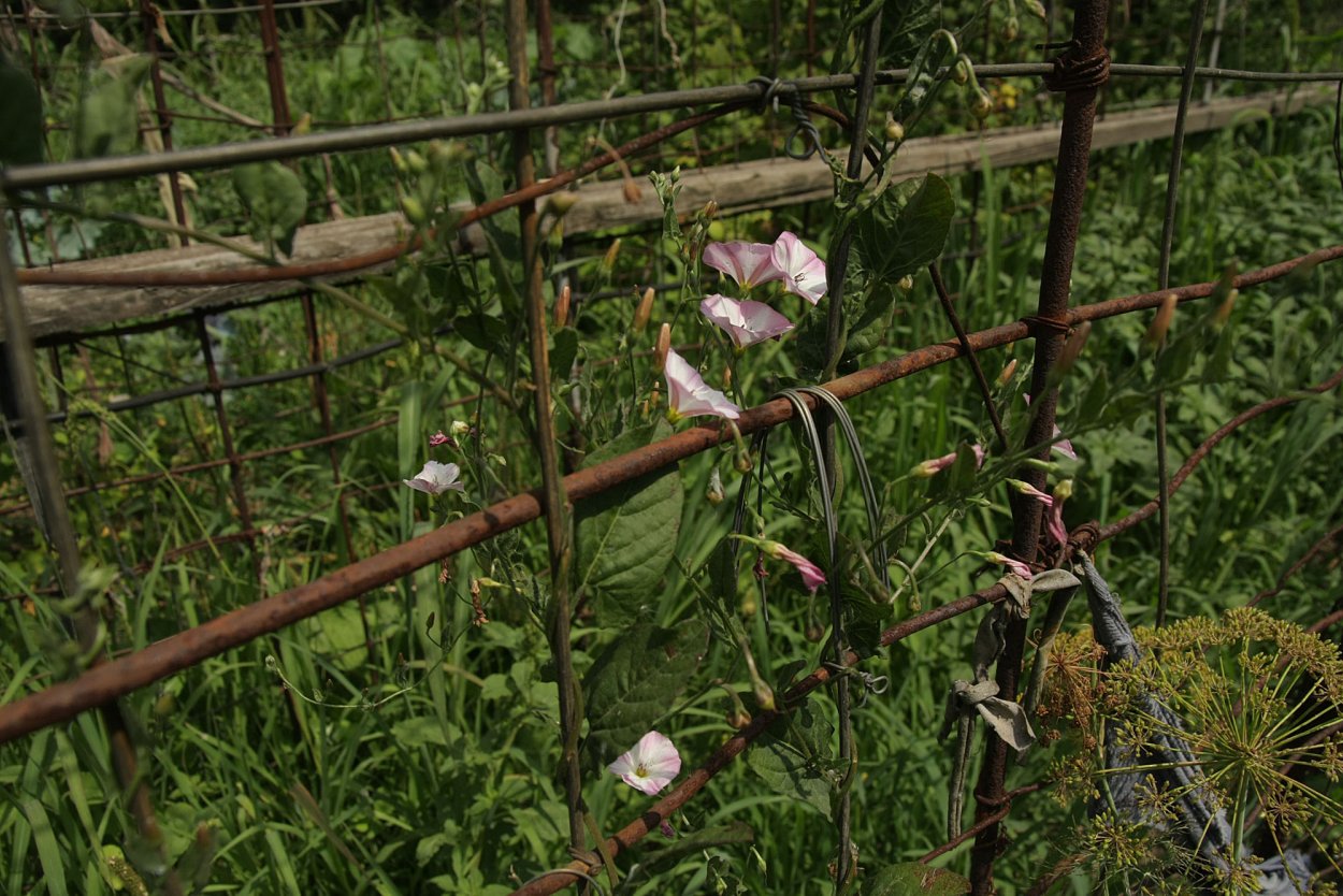 Мокрица сорняк огородный