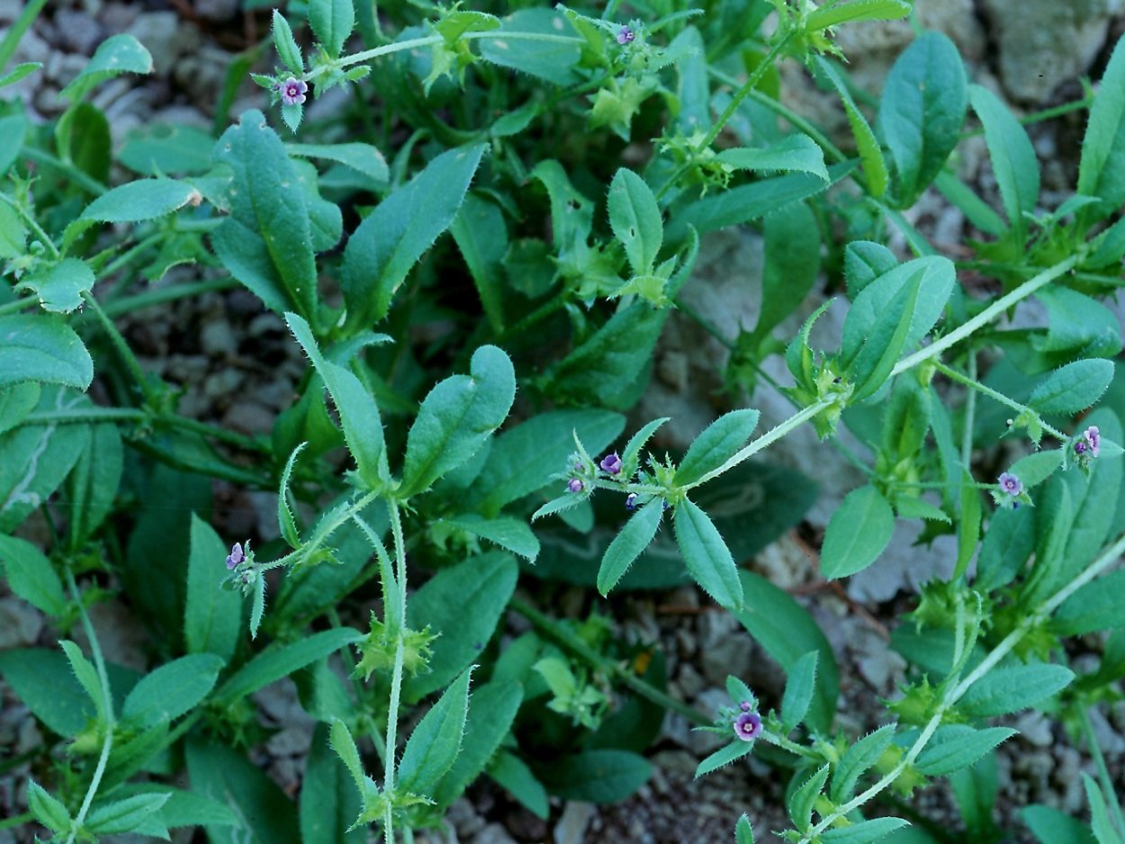 Горец вьюнковый (Polygonum Convolvulus l.)