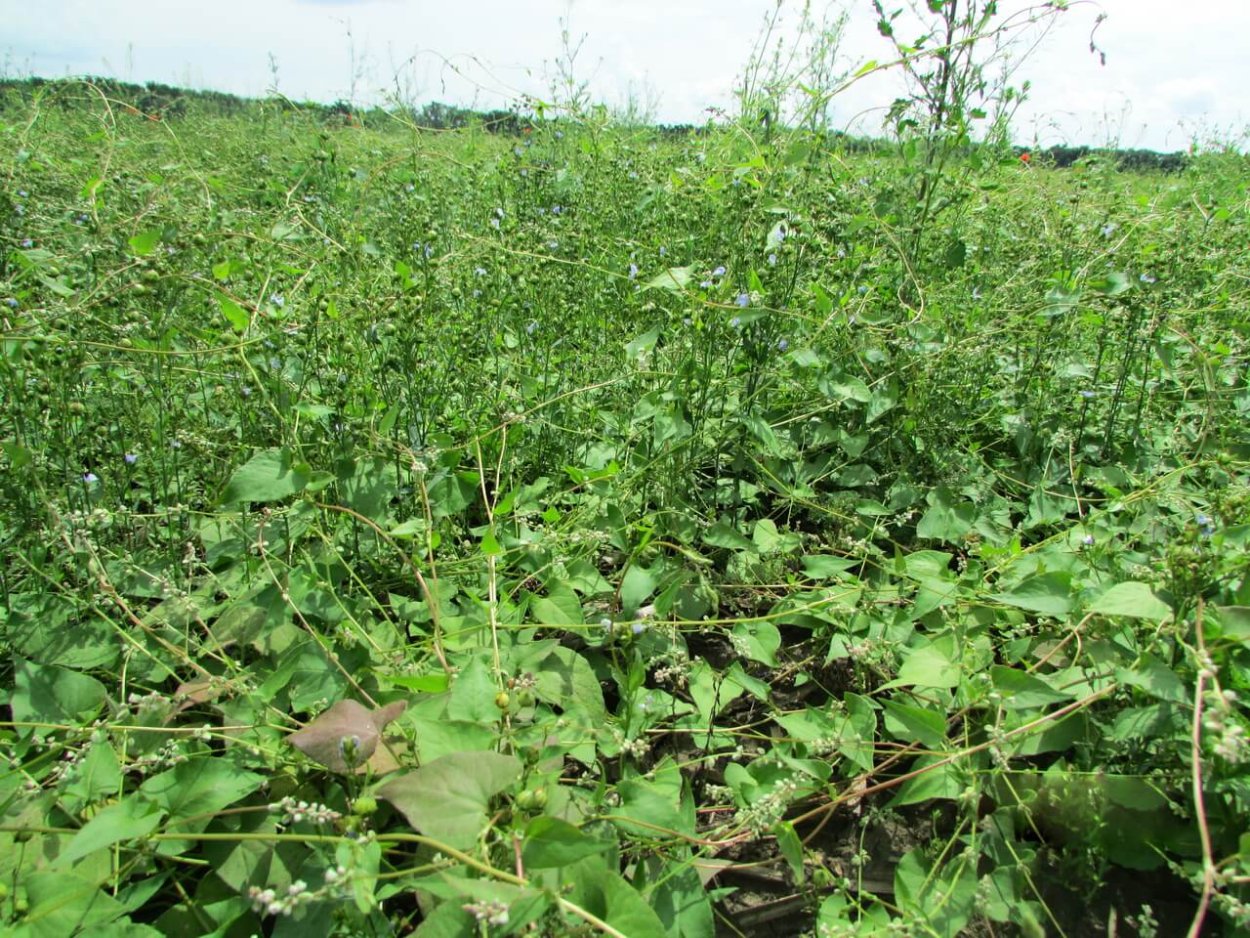 Колючеплодник лопастный