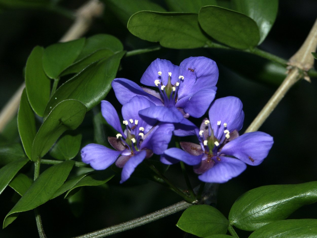 Guaiacum officinale