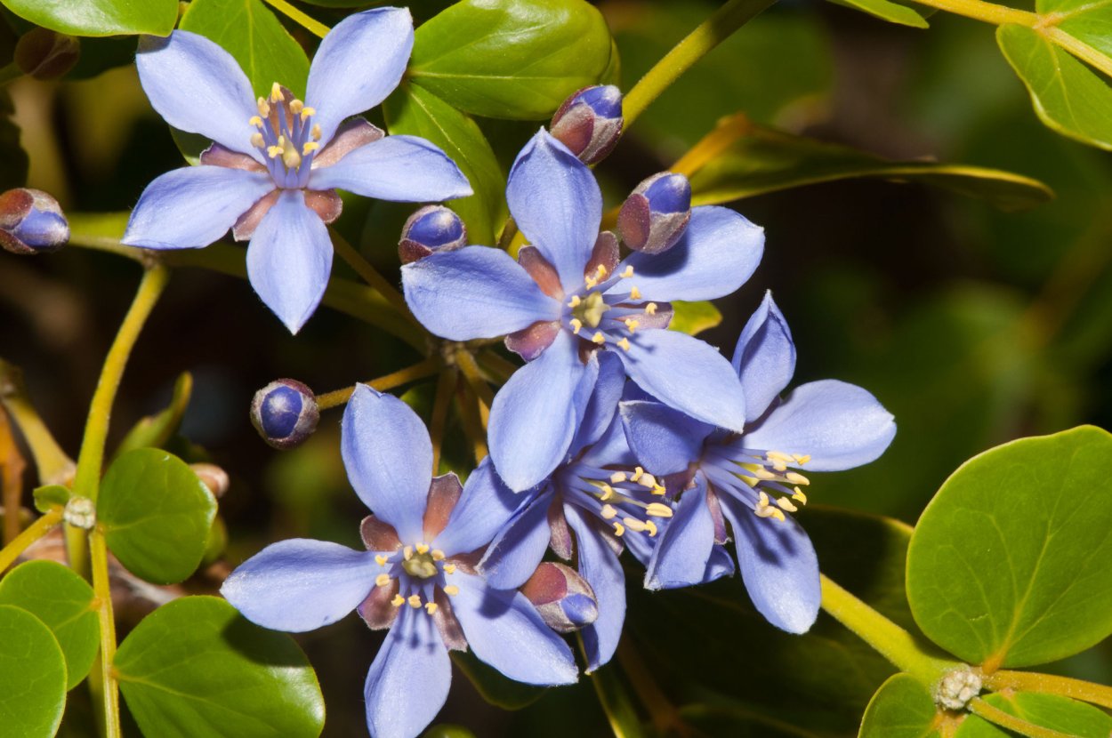 Lignum vitae дерево