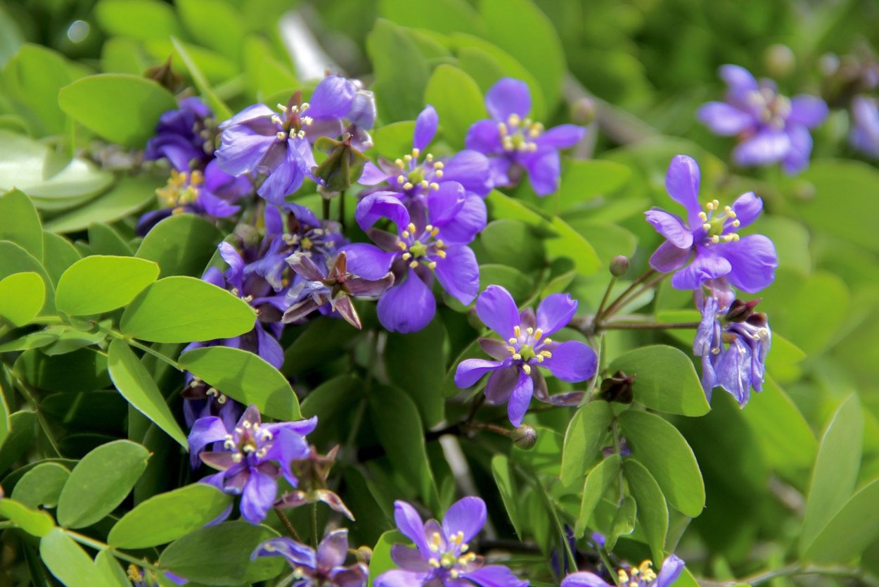 Guaiacum officinale