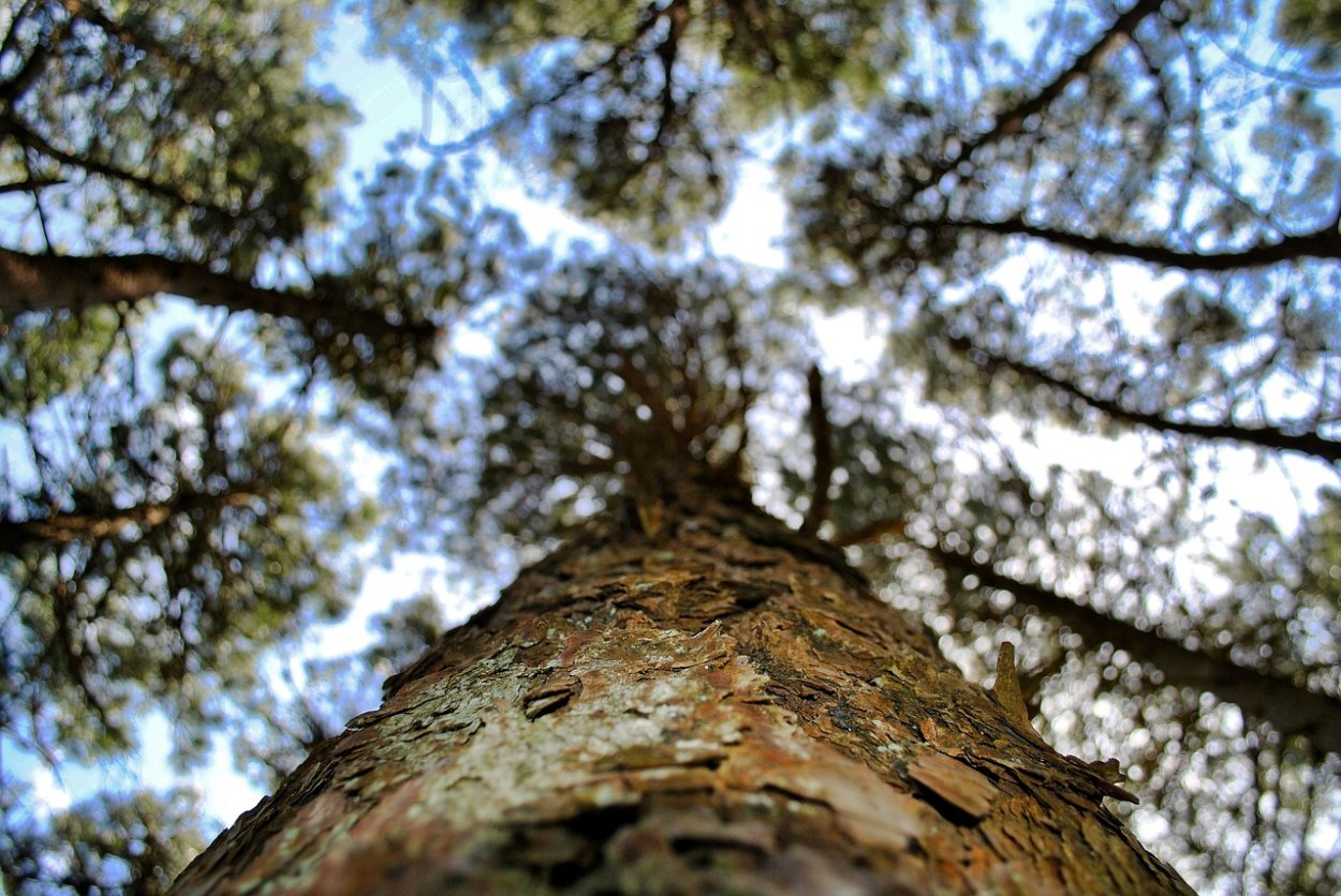 Вяз шершавый (Ulmus glabra)