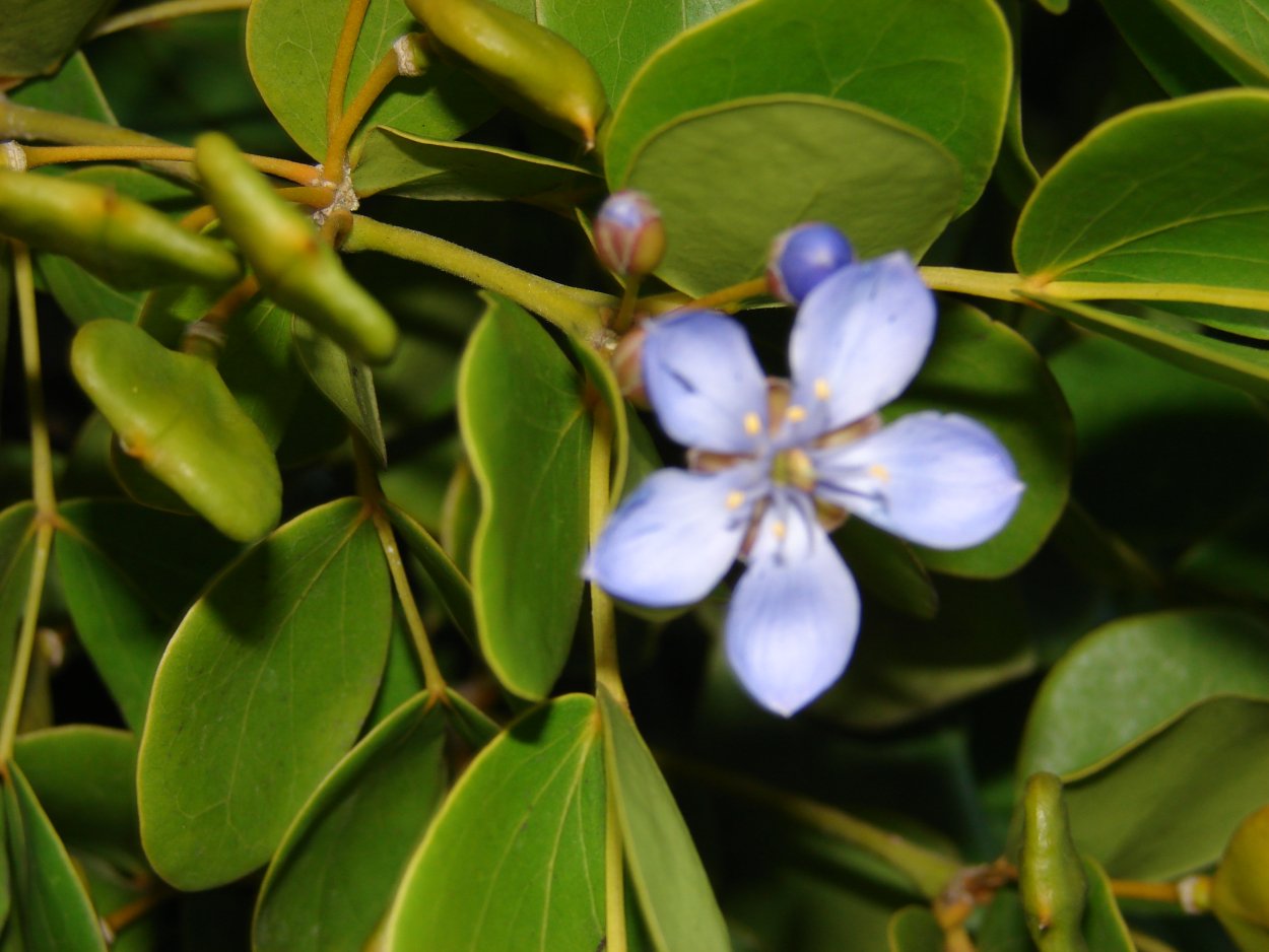 Guaiacum officinale