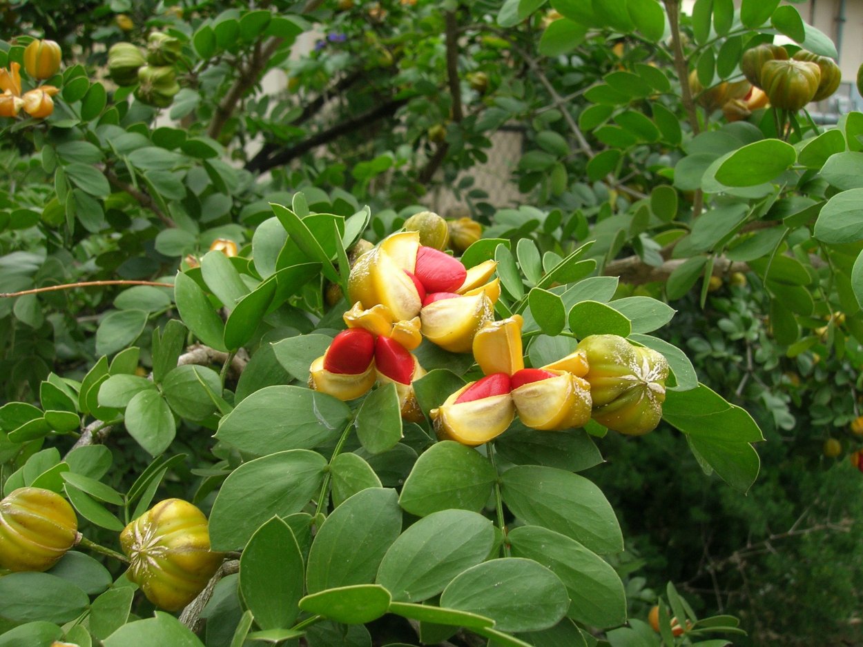 Гваякум Guaiacum officinale