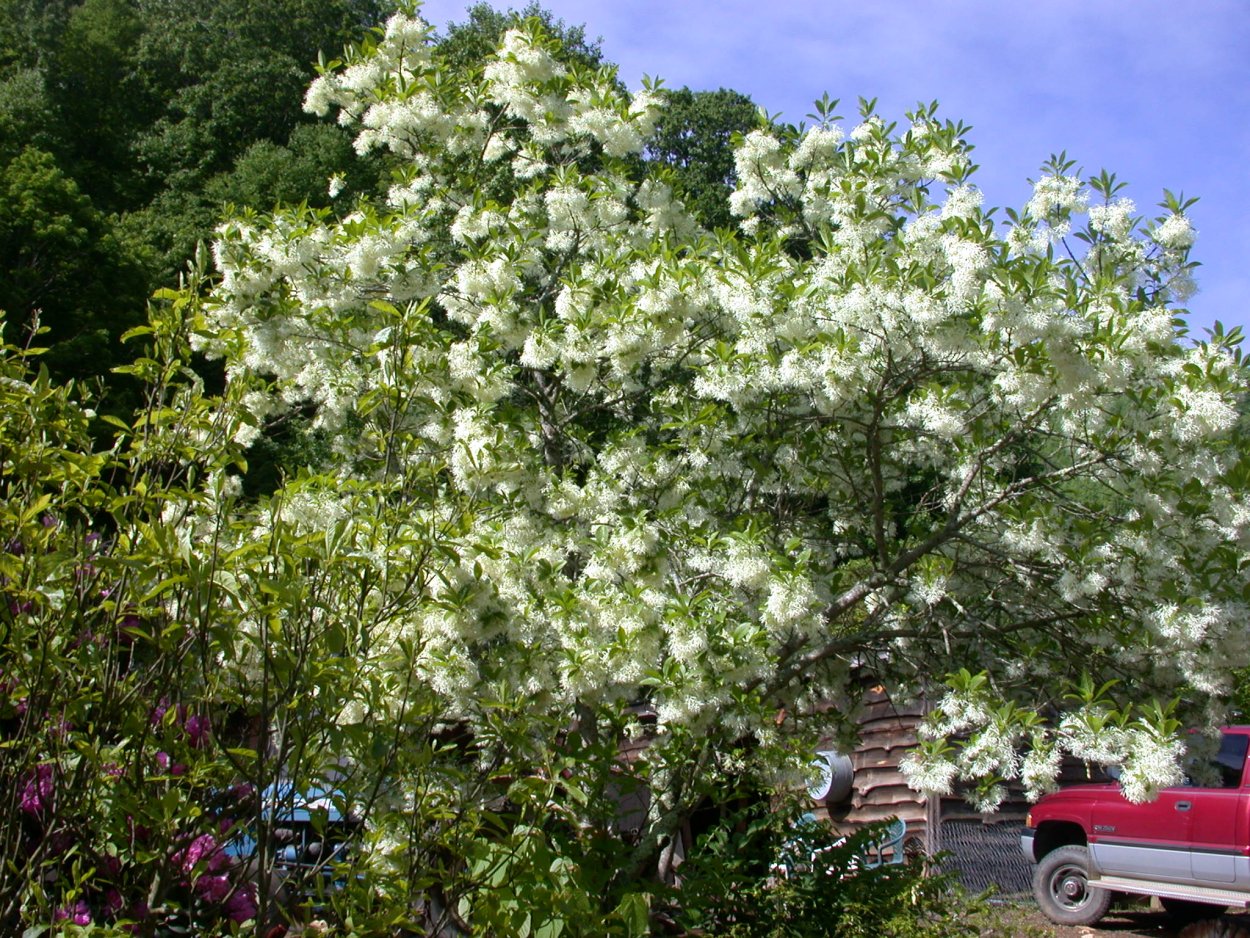 Lignum vitae цветы