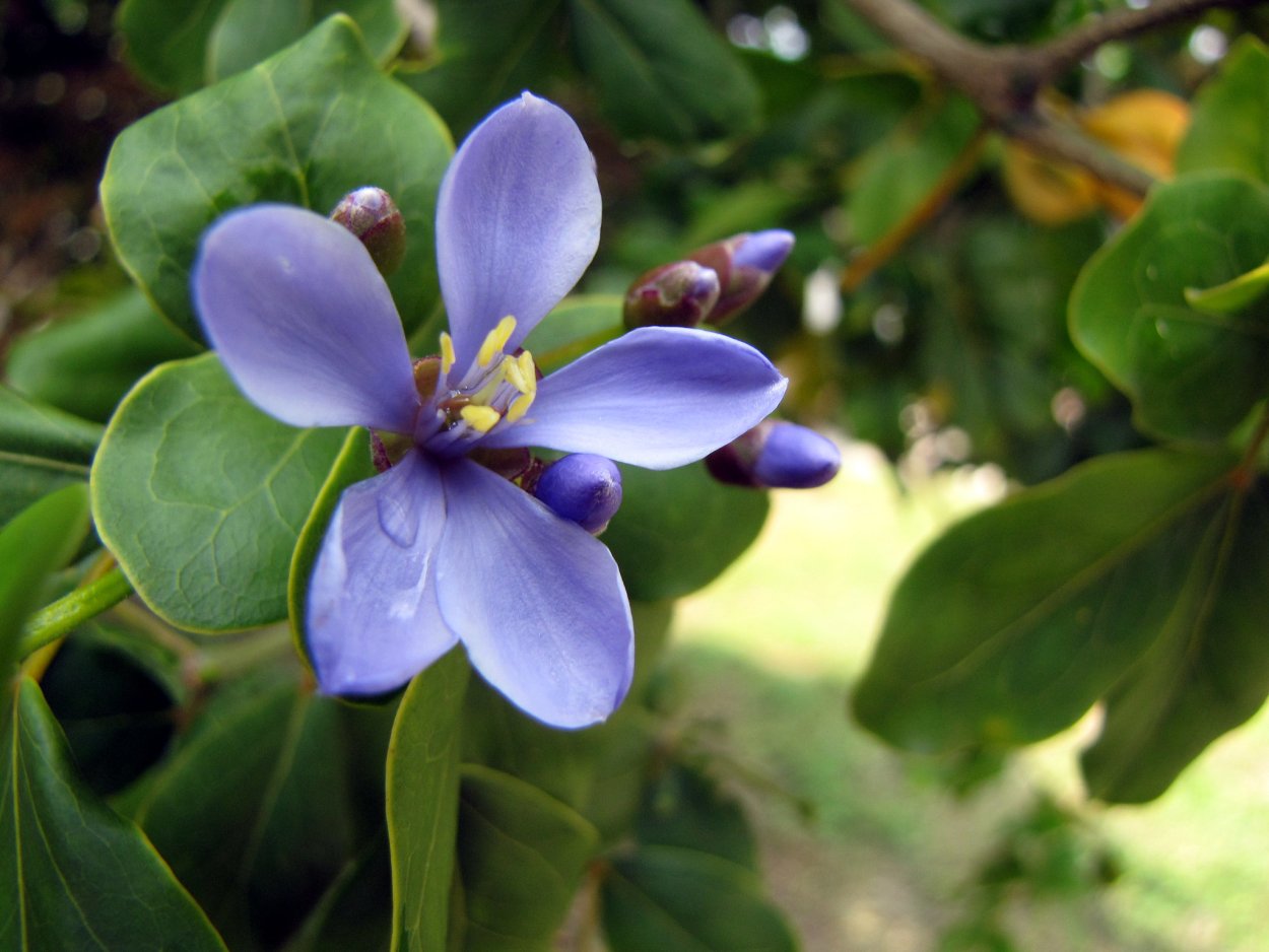 Гваякум Guaiacum officinale