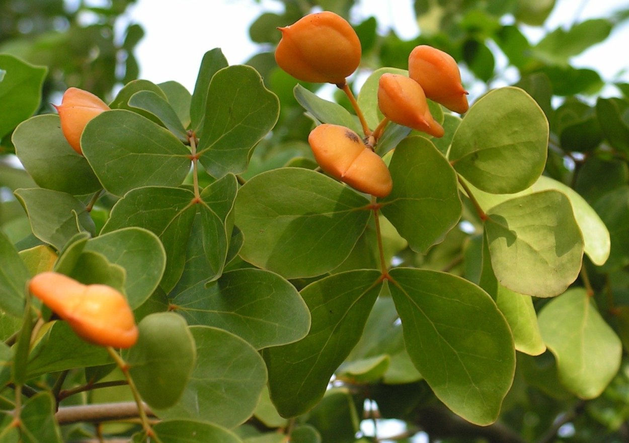 Guaiacum officinale