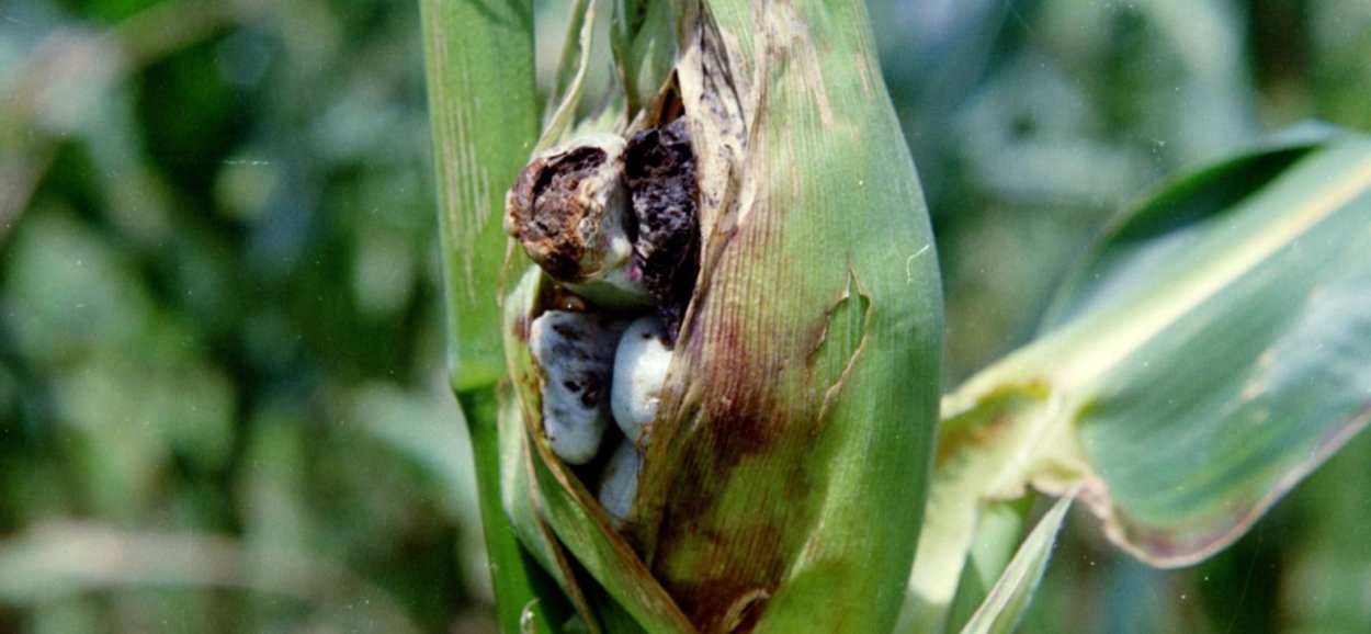 Пыльная Головня (Ustilago tritici)