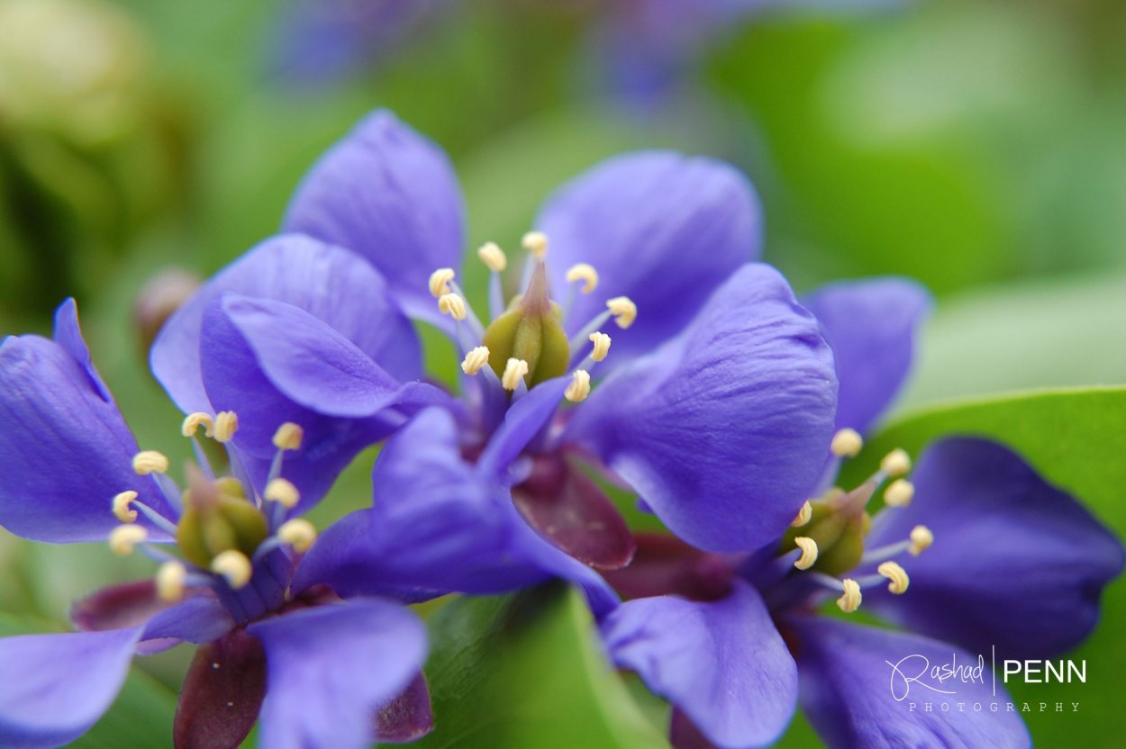Lignum vitae Guaiacum officinale