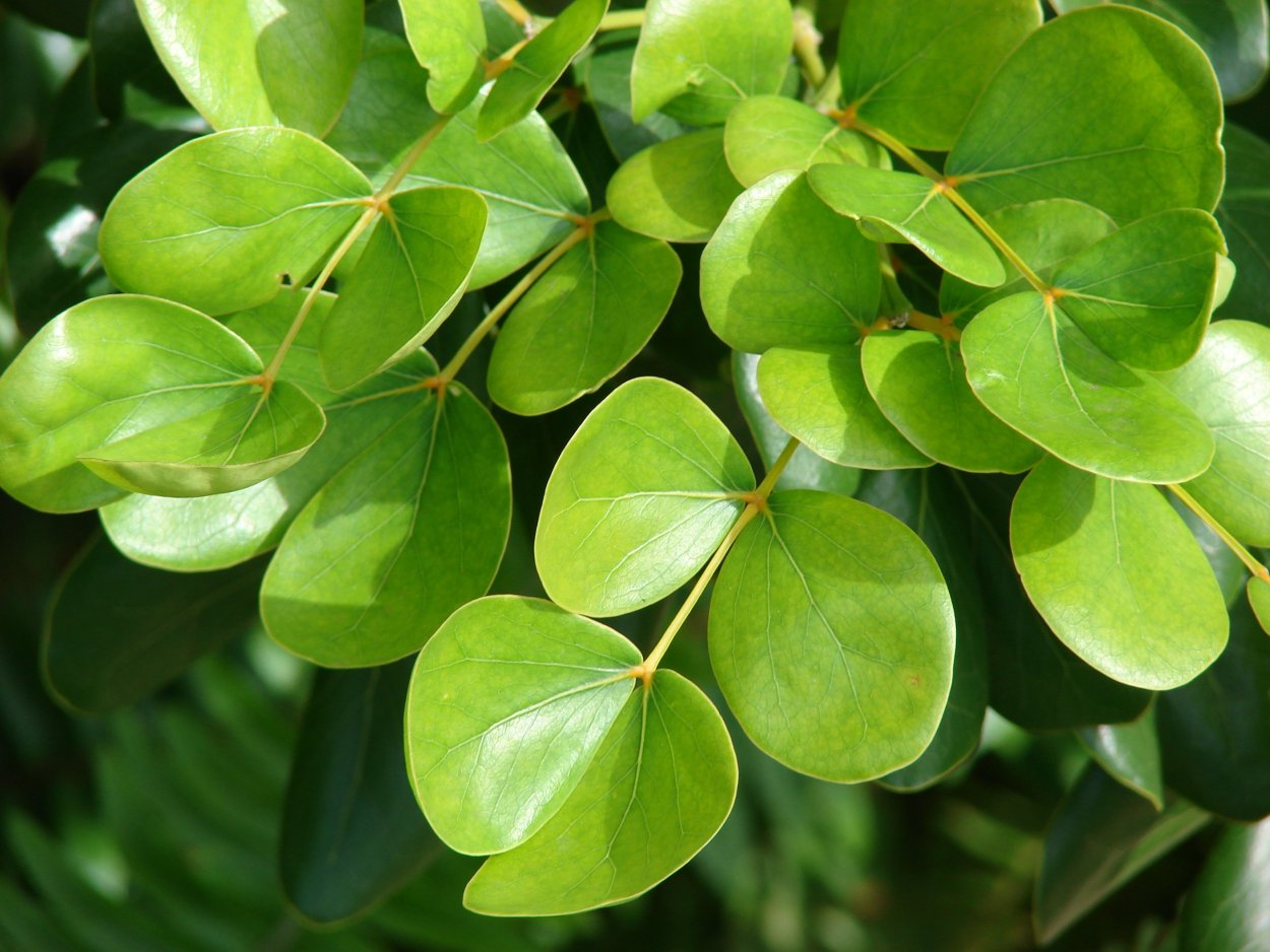 Lignum vitae Guaiacum officinale