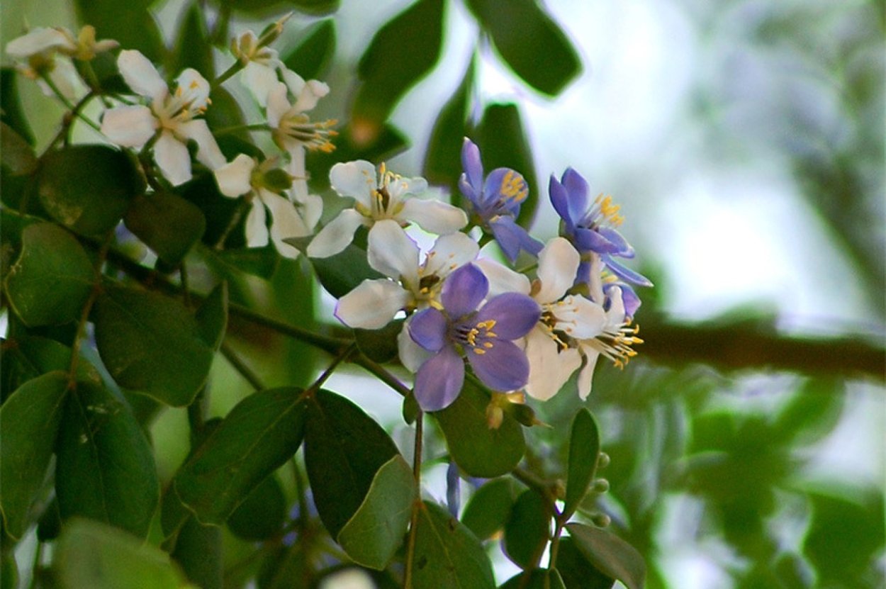 Guaiacum officinale