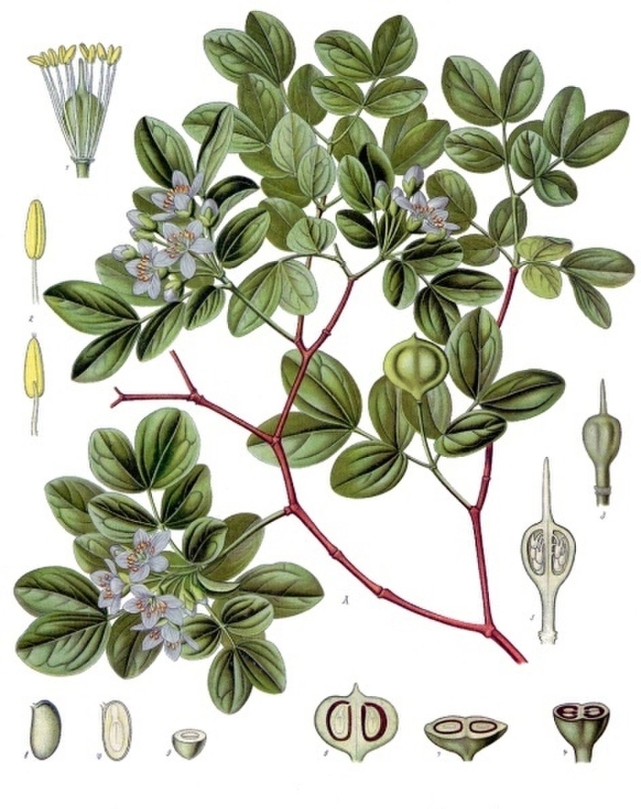 Lignum vitae дерево
