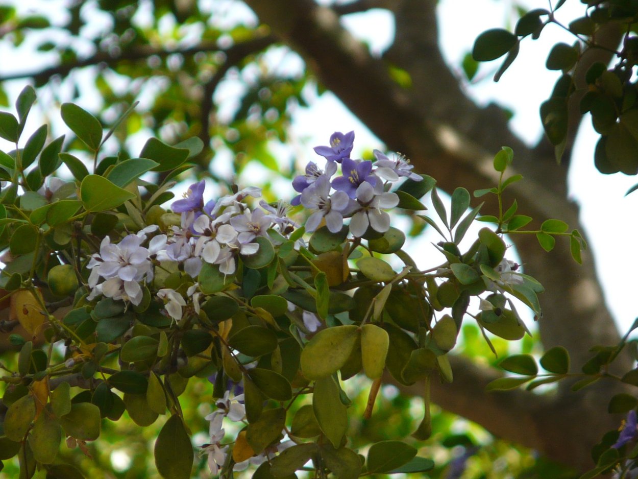 Lignum vitae дерево
