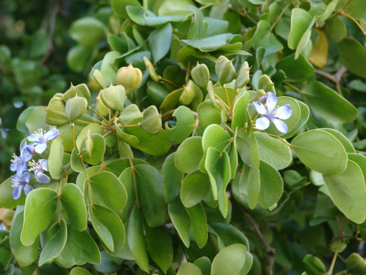 Lignum vitae дерево