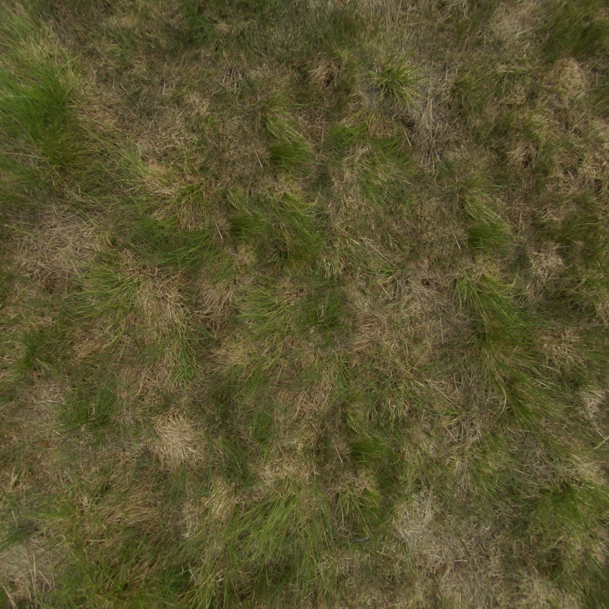 Текстура травы сталкер