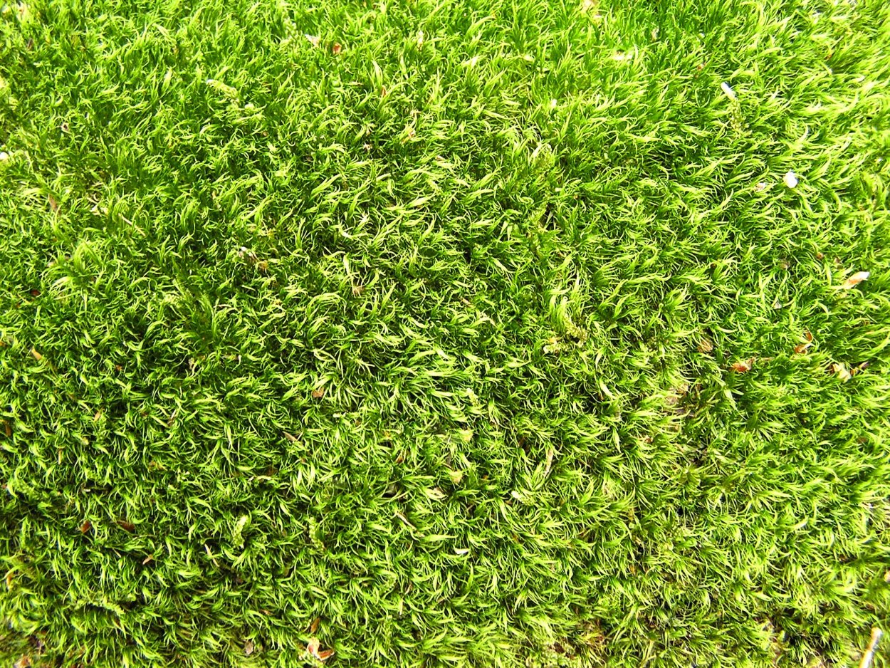 Газон tekstura