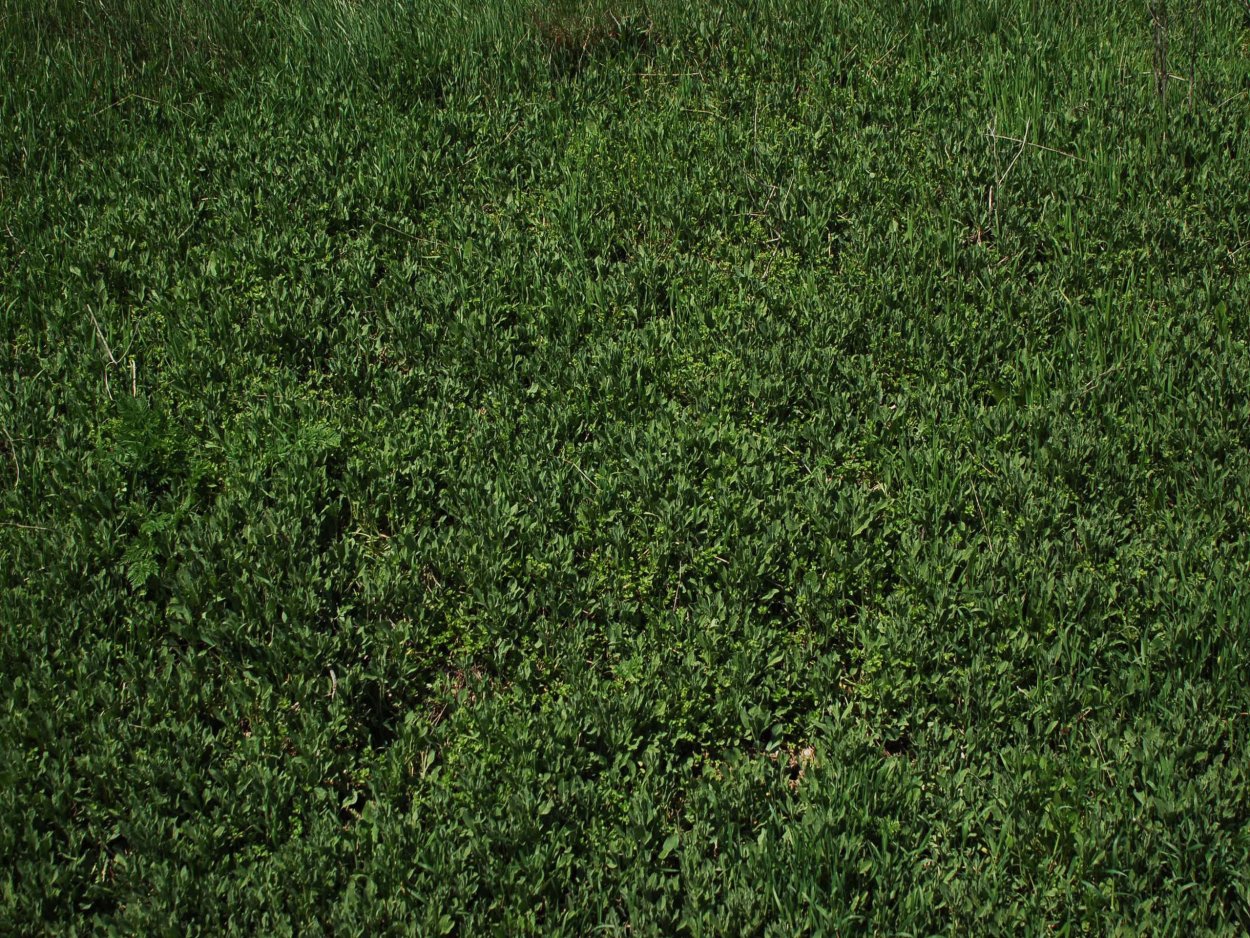 Темно зеленый газон