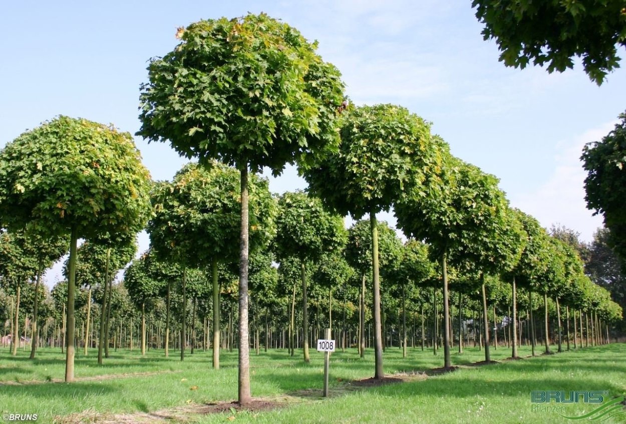 Клен остролистный globosum