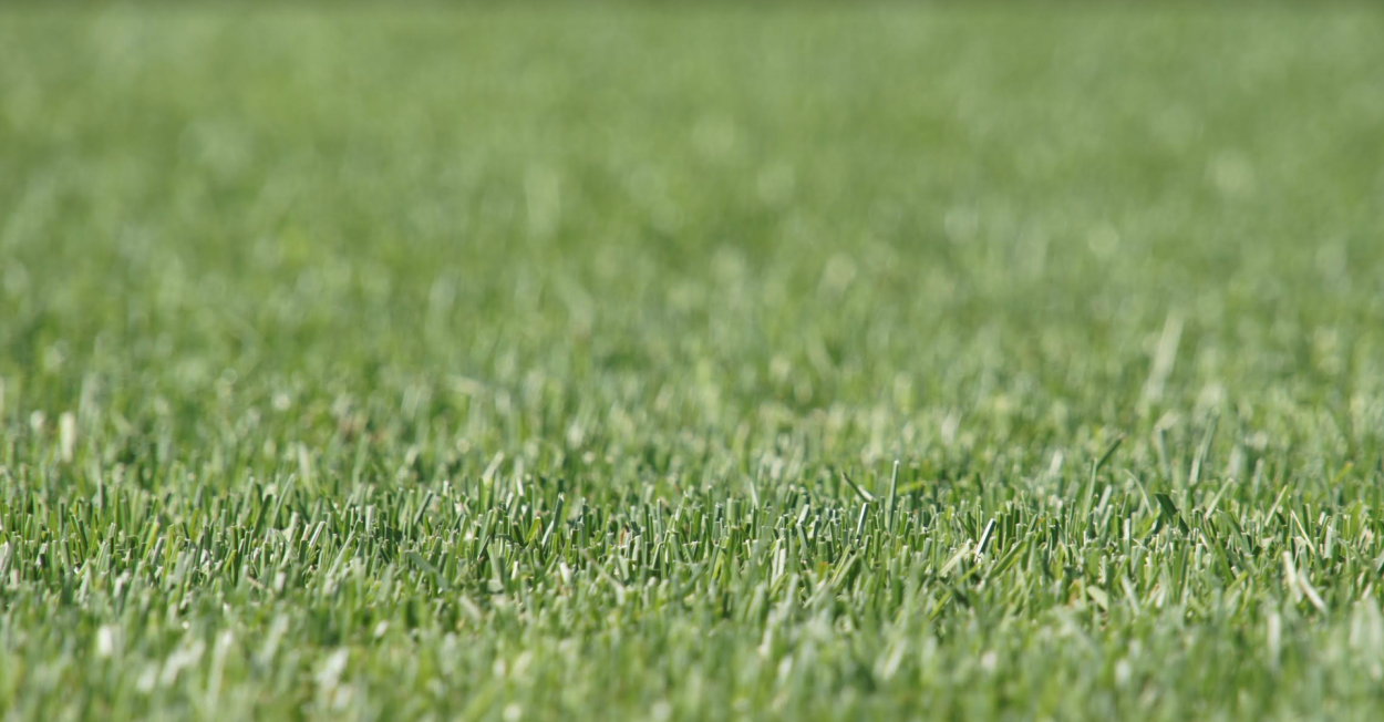 Мятлик Луговой Геронимо