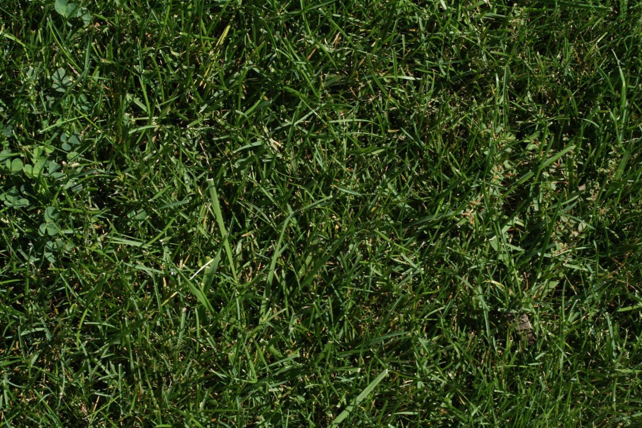 Текстура травы для 3d Max