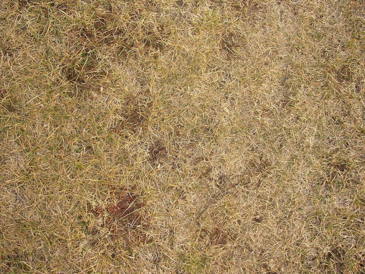 Текстура травы