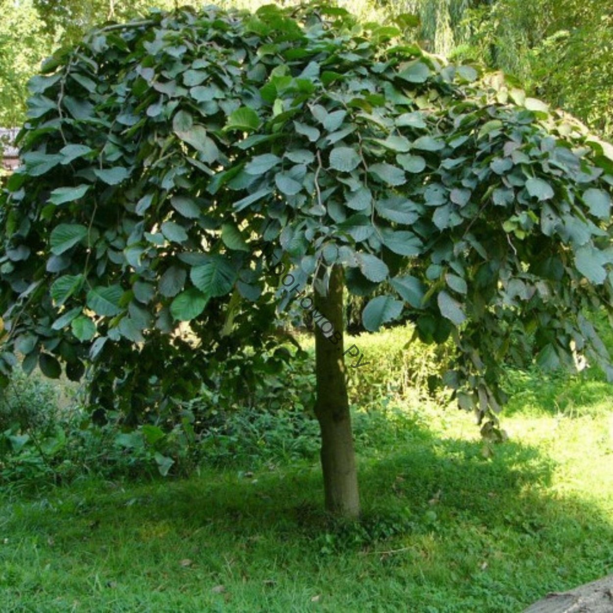 Самшит Лесной