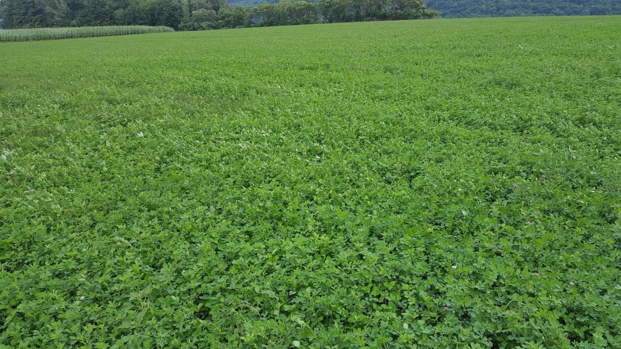 Dormancy Alfalfa верко