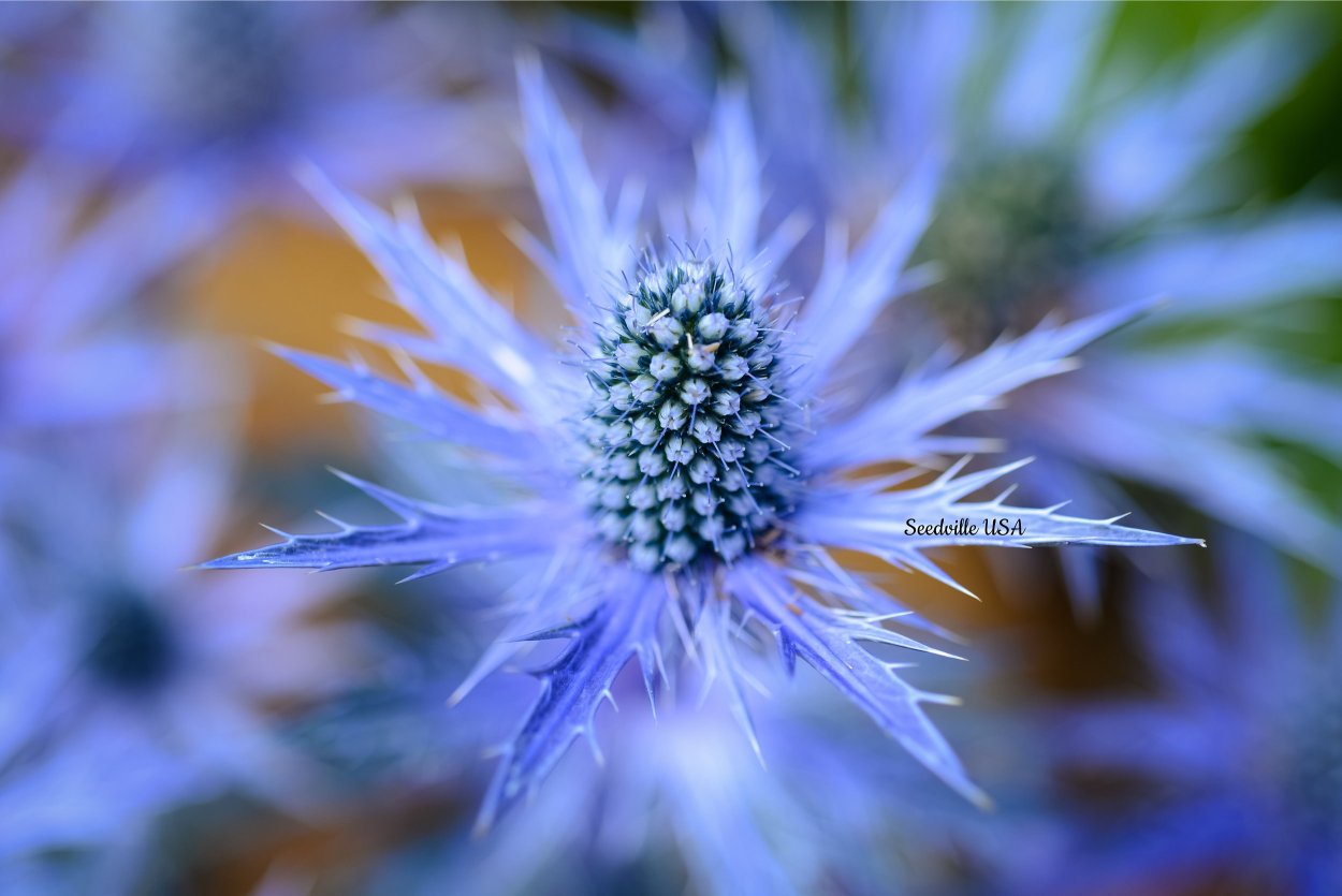 Синеголовник, или эрингиум (Eryngium)