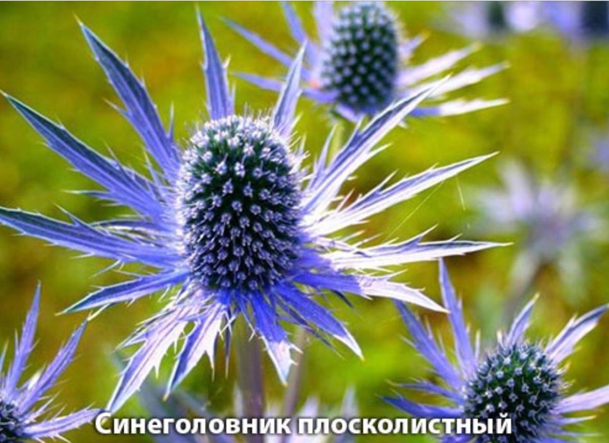 Чертополох синеголовник Чертогон