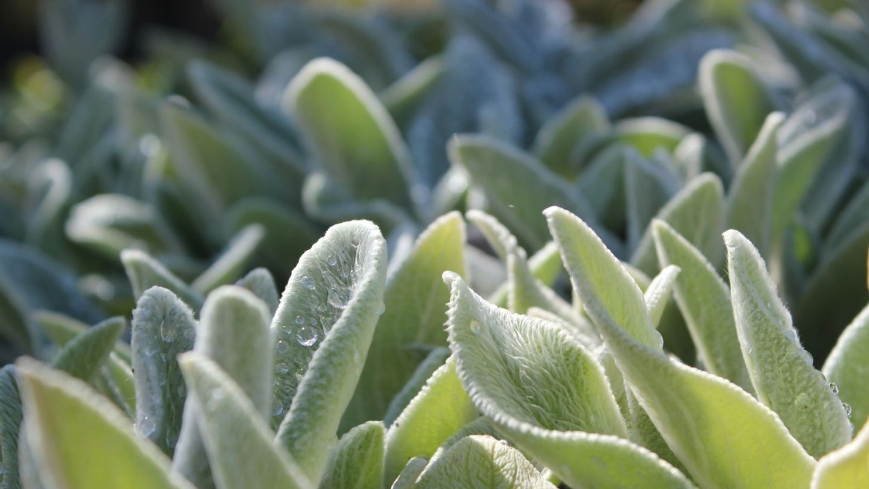 Lambs Ear растение