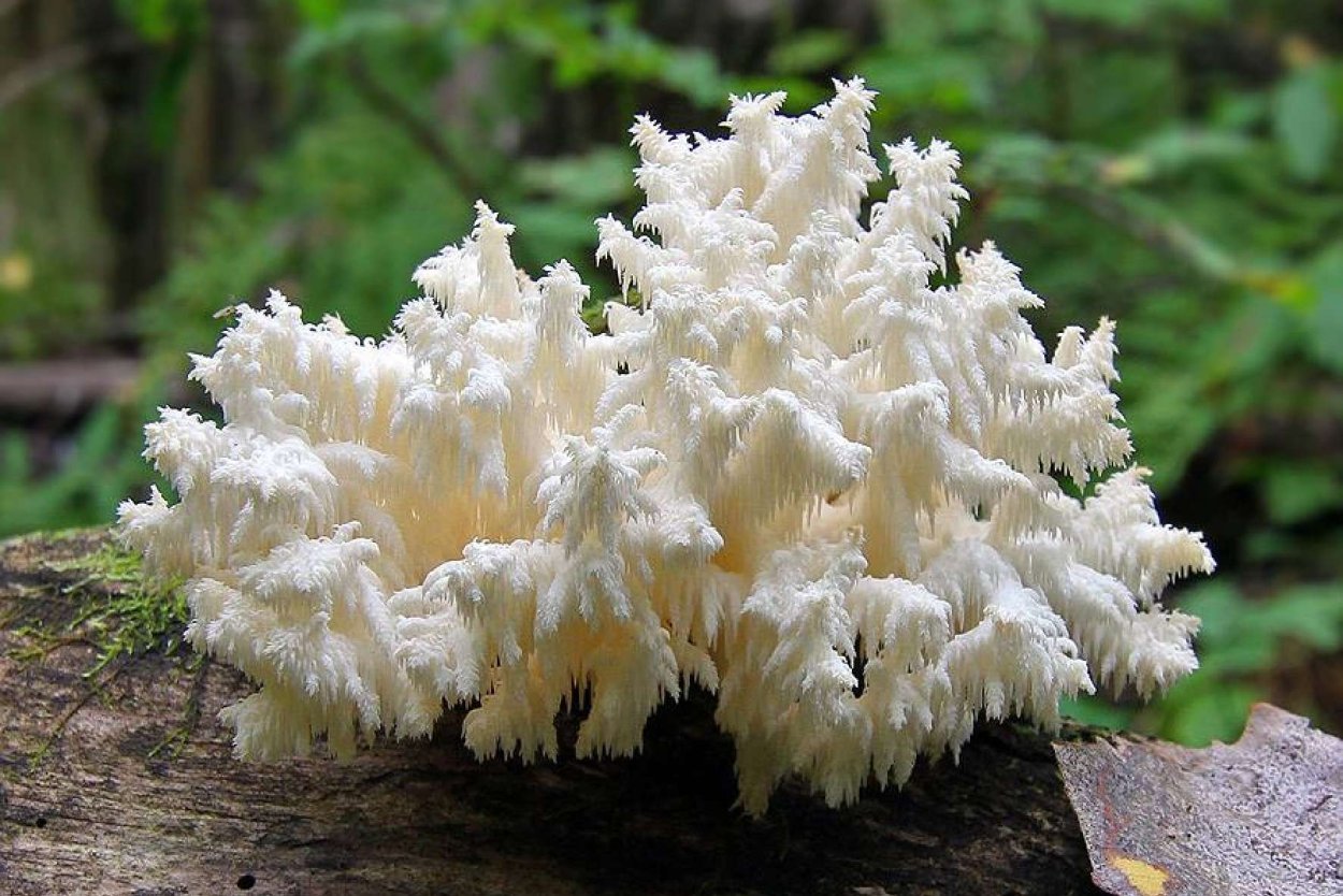 Прозрачный гриб