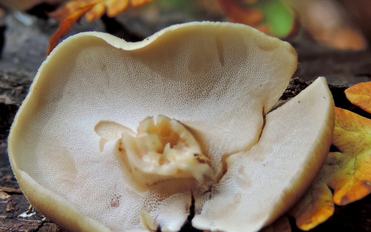 Гриб китайский гребешок