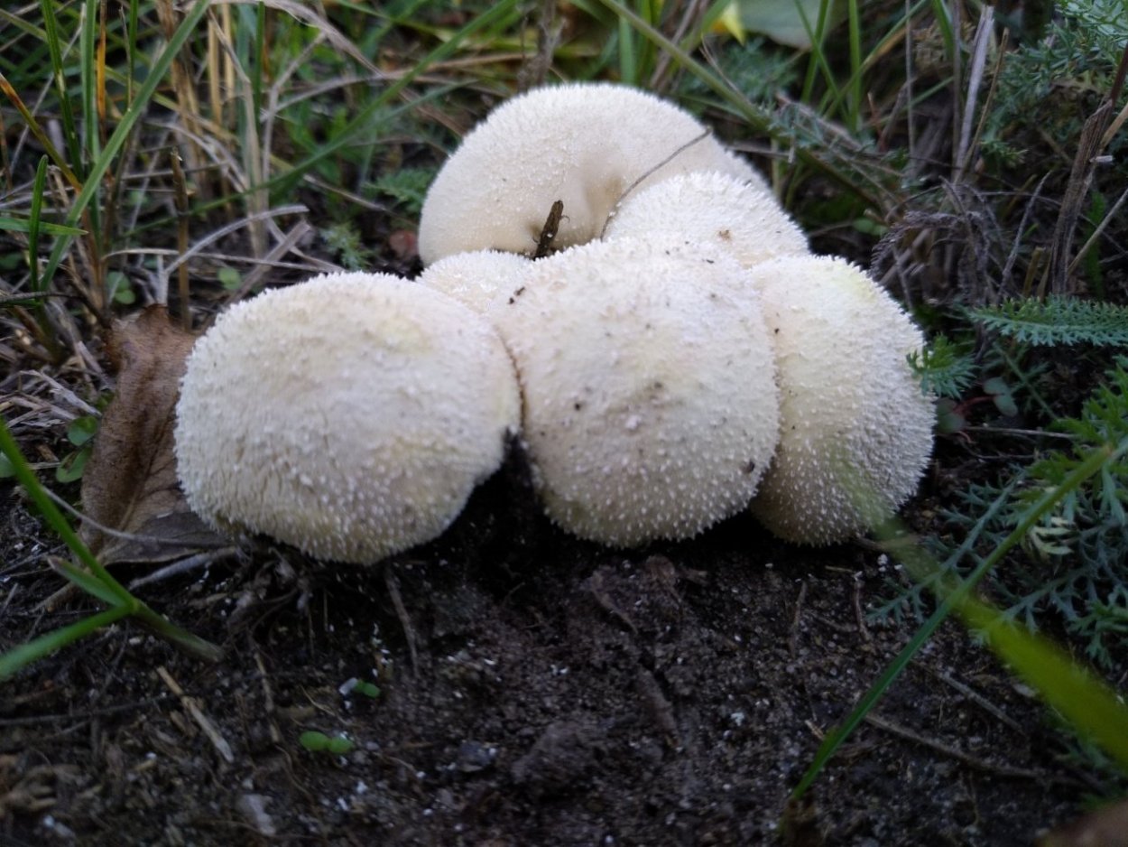 Корейский морской гребешок