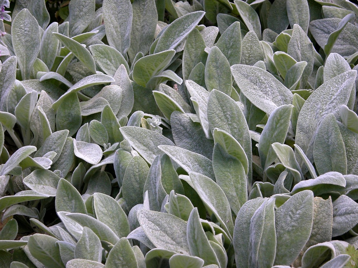 Чистец Silver Carpet