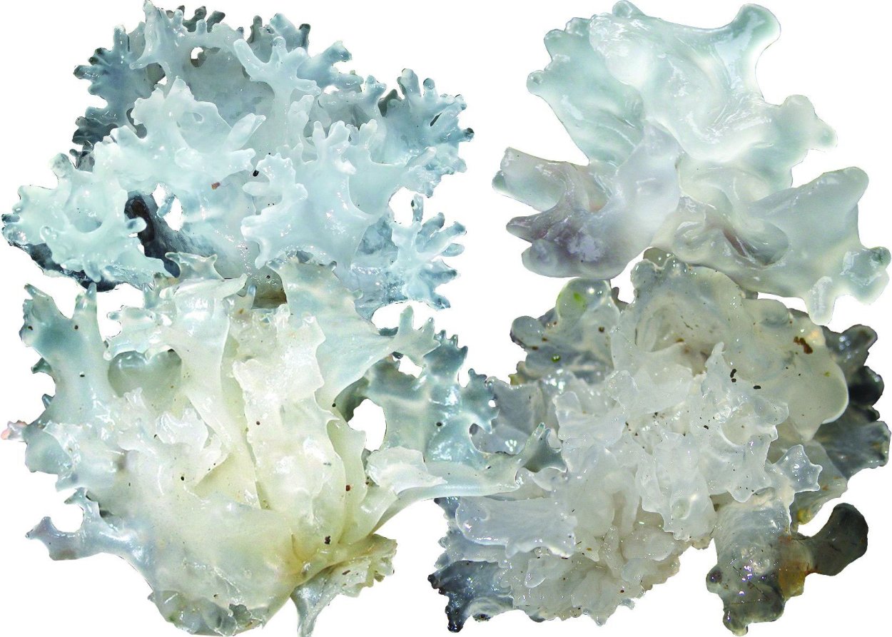 Ледяной гриб тремелла