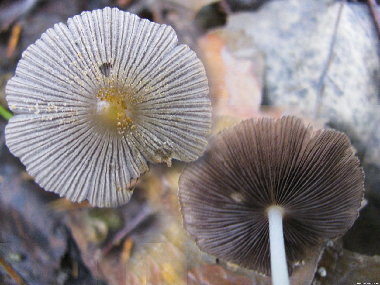 Дрожалка сморчковая