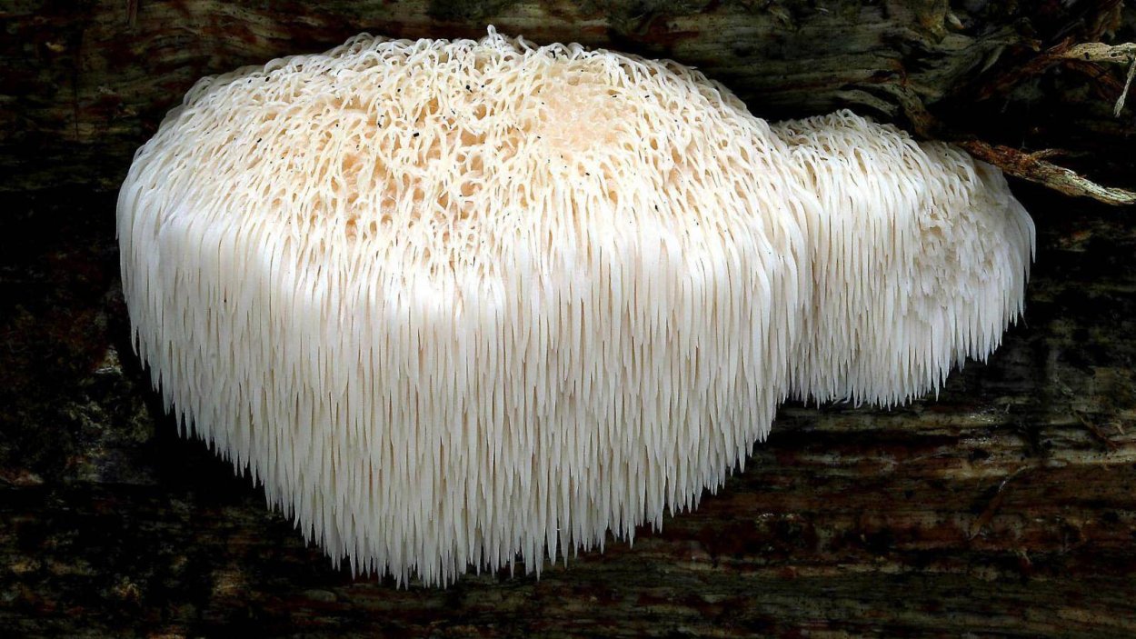 Pleurotus ostreatus
