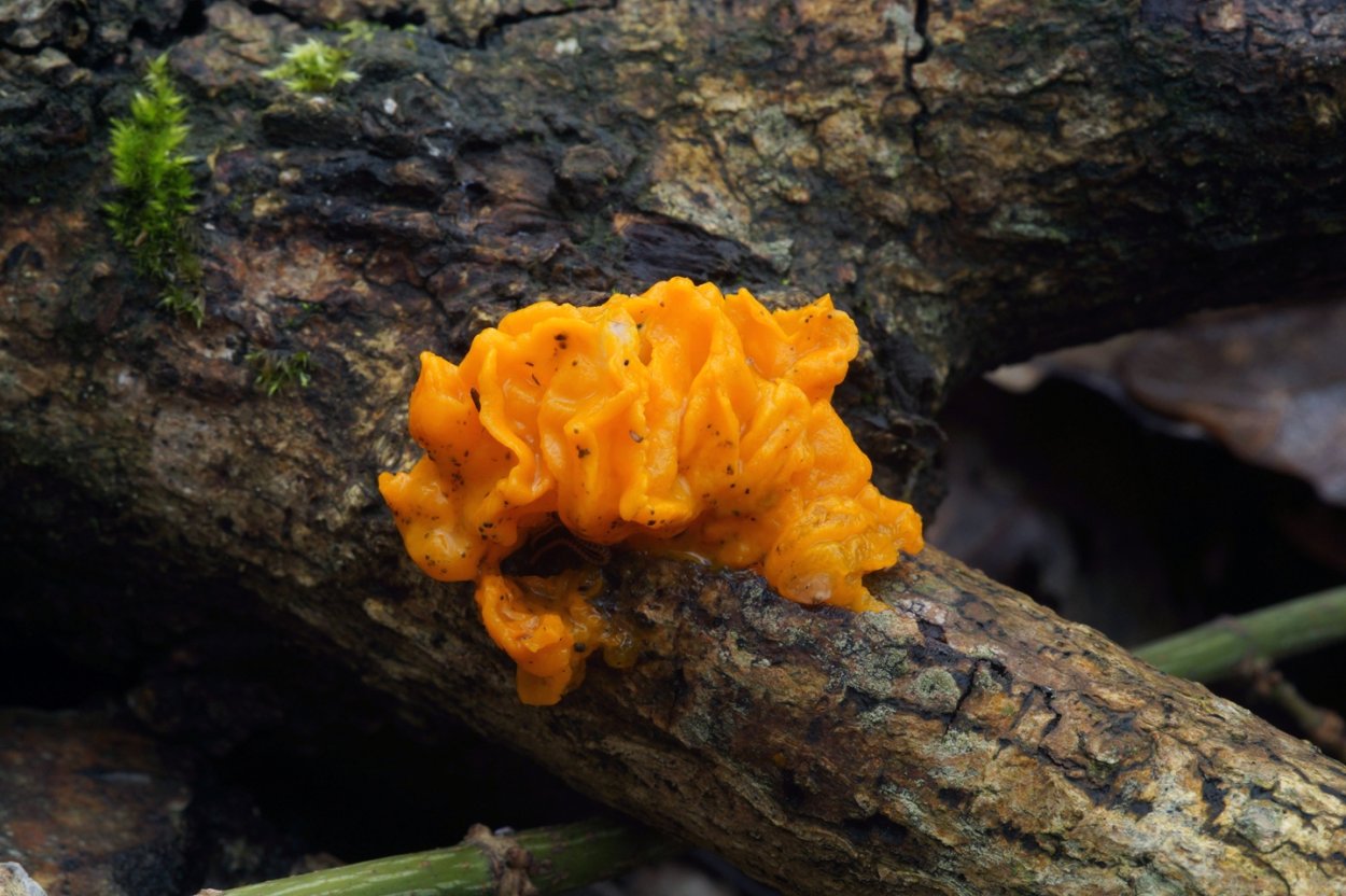 Гриб ежовик Дьявольский